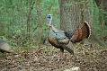 Posing Gobbler